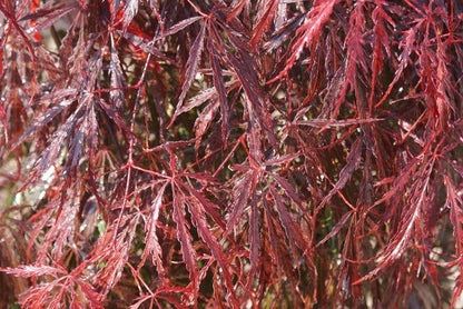  Japanse Esdoorn (Acer Palmatum 'Inaba-shidare')