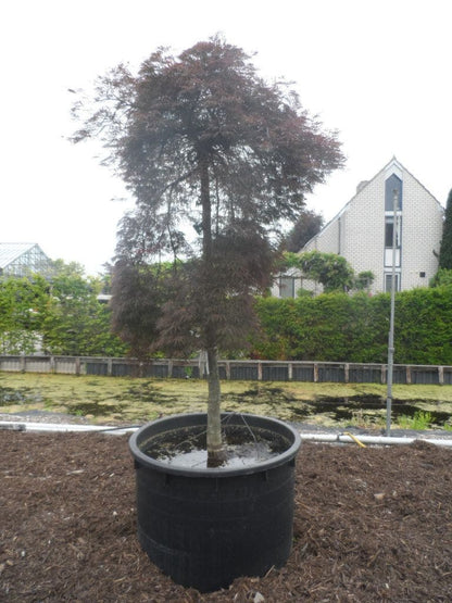  Japanse Esdoorn (Acer Palmatum 'Inaba-shidare')