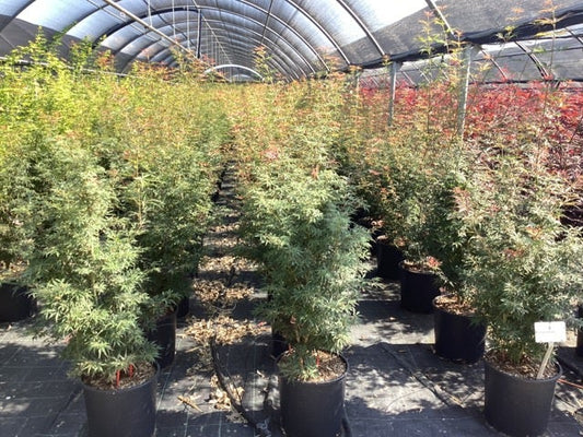  Japanse Esdoorn (Acer Palmatum 'Jerre Schwartz')