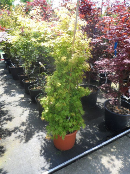  Japanse Esdoorn (Acer Palmatum 'Orange Dream')