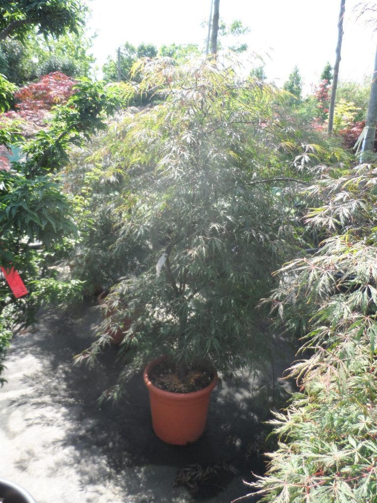  Japanse Esdoorn (Acer Palmatum 'Ornatum')