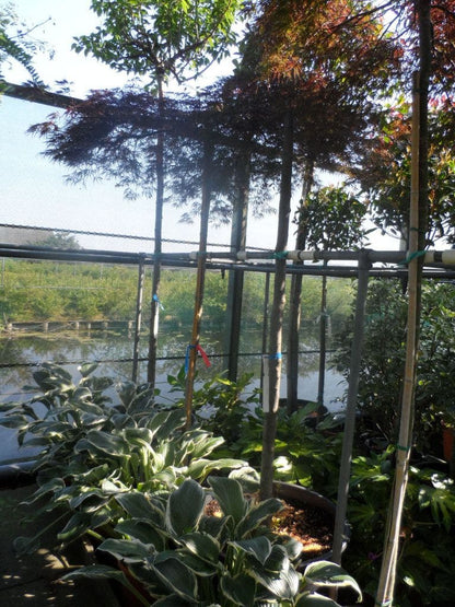  Japanse Esdoorn (Acer Palmatum 'Ornatum')