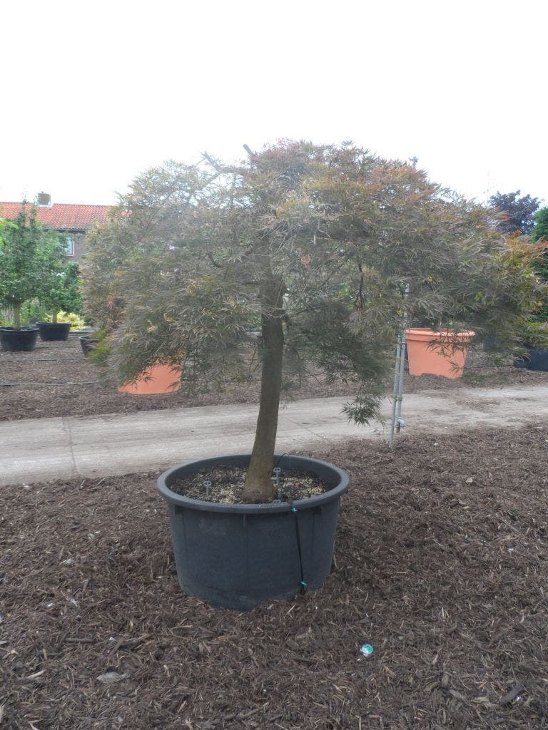  Japanse Esdoorn (Acer Palmatum 'Ornatum')