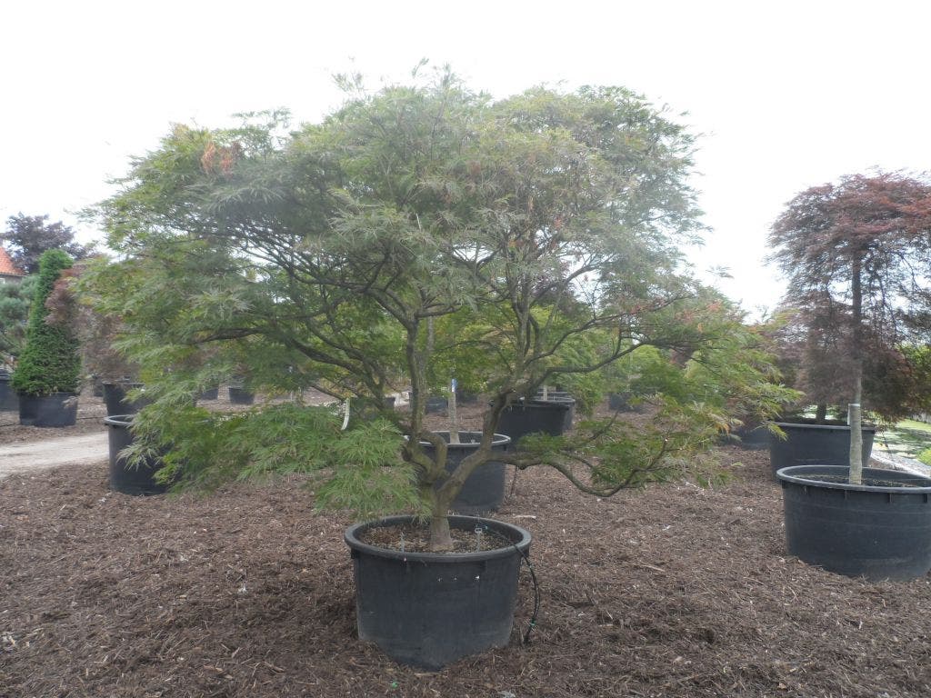  Japanse Esdoorn (Acer Palmatum 'Ornatum')