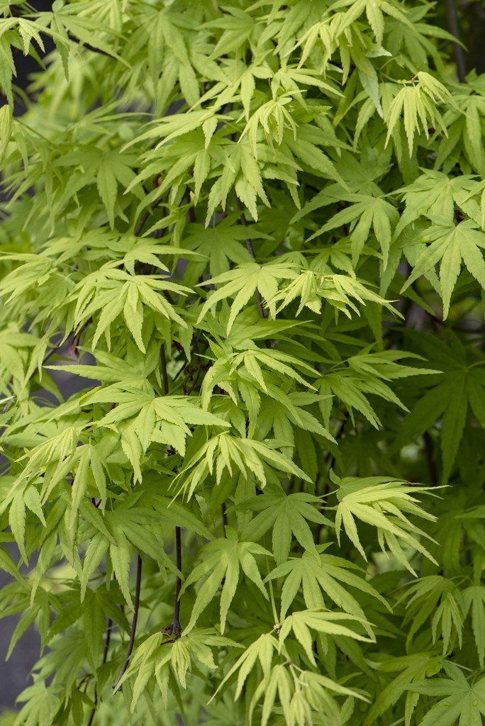  Japanse Esdoorn (Acer Palmatum 'Ryusen')