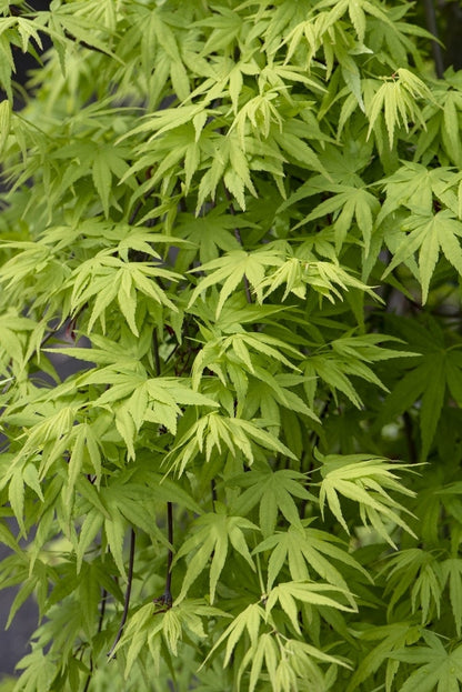  Japanse Esdoorn (Acer Palmatum 'Ryusen')