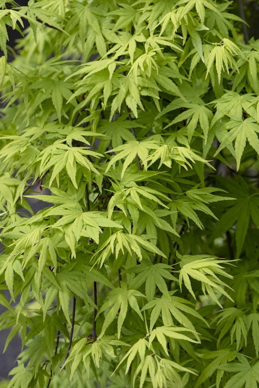  Japanse Esdoorn (Acer Palmatum 'Ryusen')
