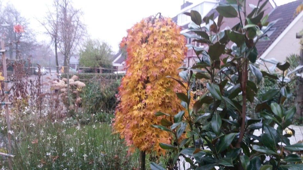  Japanse Esdoorn (Acer Palmatum 'Ryusen')