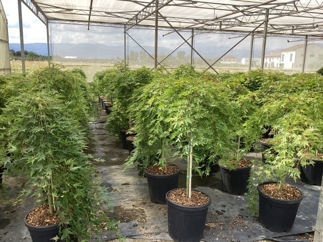  Japanse Esdoorn Op Stam (Acer Palmatum 'Ryusen')