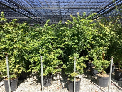  Japanse Esdoorn (Acer Palmatum 'Sangokaku')