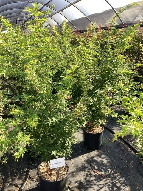  Japanse Esdoorn (Acer Palmatum 'Sangokaku')