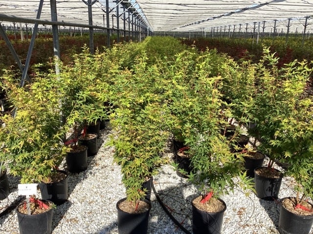  Japanse Esdoorn (Acer Palmatum 'Sangokaku')