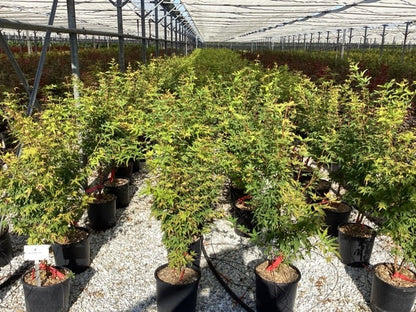  Japanse Esdoorn (Acer Palmatum 'Sangokaku')