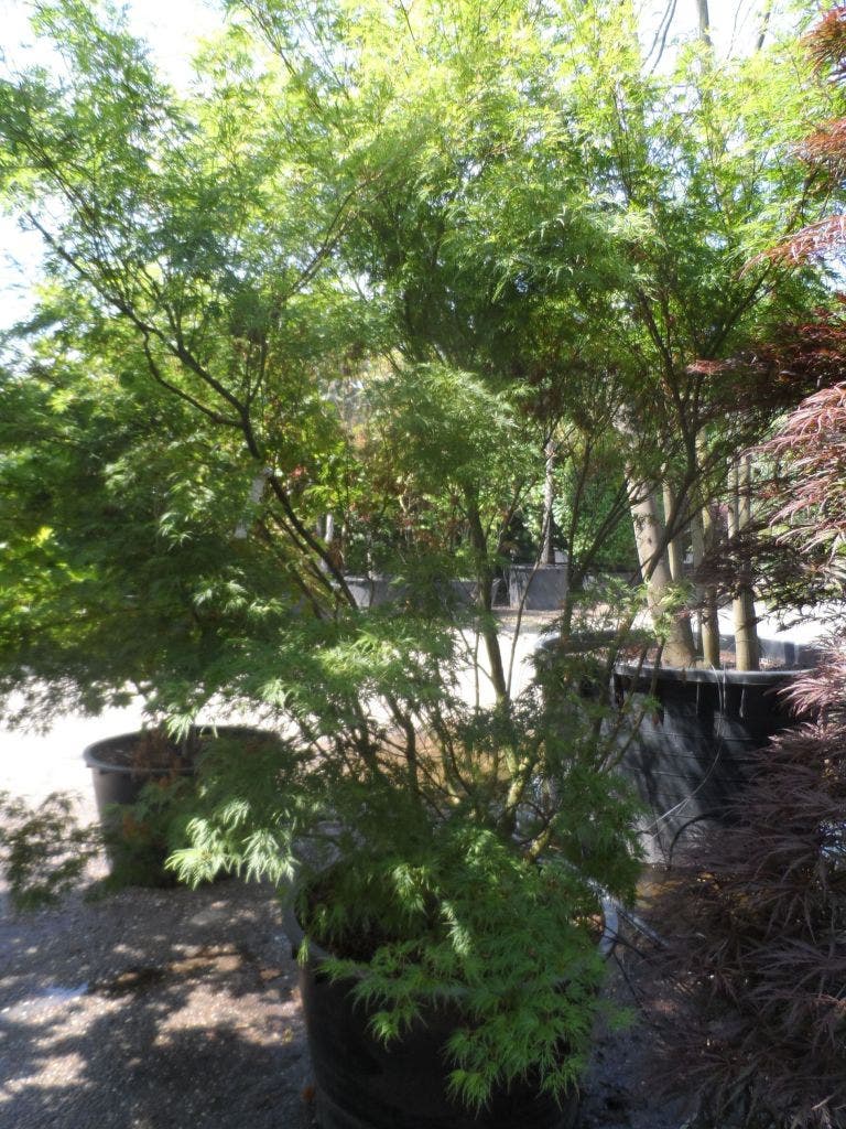  Japanse Esdoorn (Acer Palmatum 'Seiryu')