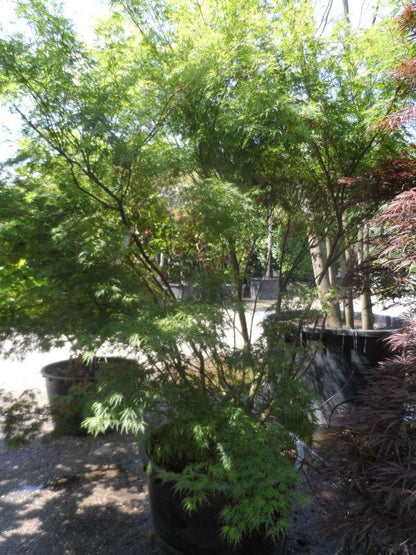  Japanse Esdoorn (Acer Palmatum 'Seiryu')