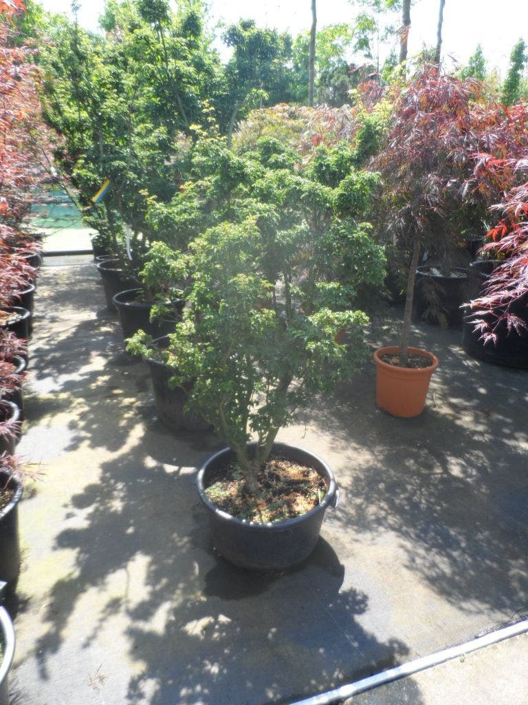  Japanse Esdoorn (Acer Palmatum 'Shishigashira')