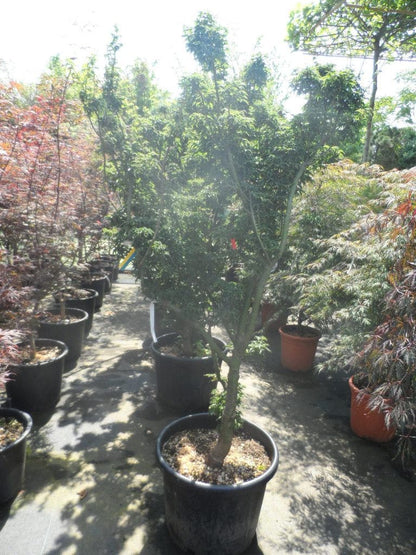  Japanse Esdoorn (Acer Palmatum 'Shishigashira')