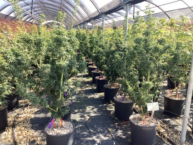  Japanse Esdoorn (Acer Palmatum 'Shishigashira')