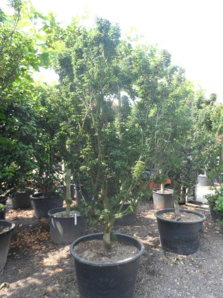  Japanse Esdoorn (Acer Palmatum 'Shishigashira')