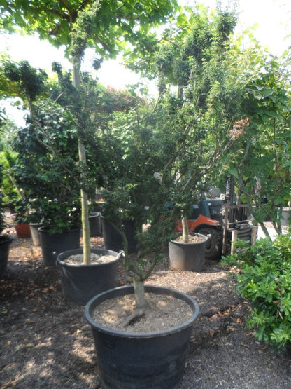  Japanse Esdoorn (Acer Palmatum 'Shishigashira')