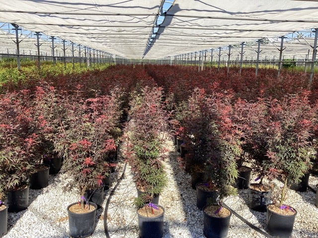  Japanse Esdoorn (Acer Palmatum 'Skeeter's Broom')