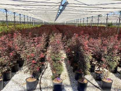  Japanse Esdoorn (Acer Palmatum 'Skeeter's Broom')