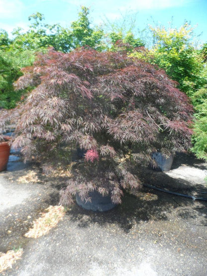  Japanse Esdoorn Op Stam (Acer Palmatum 'Tamuke Yama')
