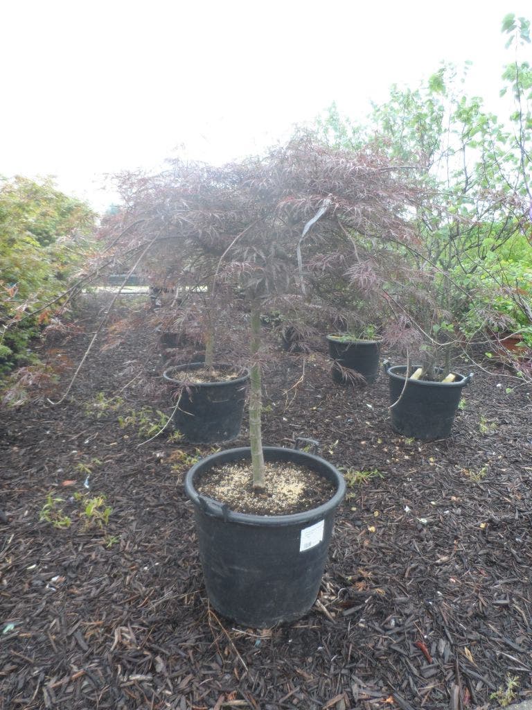  Japanse Esdoorn Op Stam (Acer Palmatum 'Tamuke Yama')
