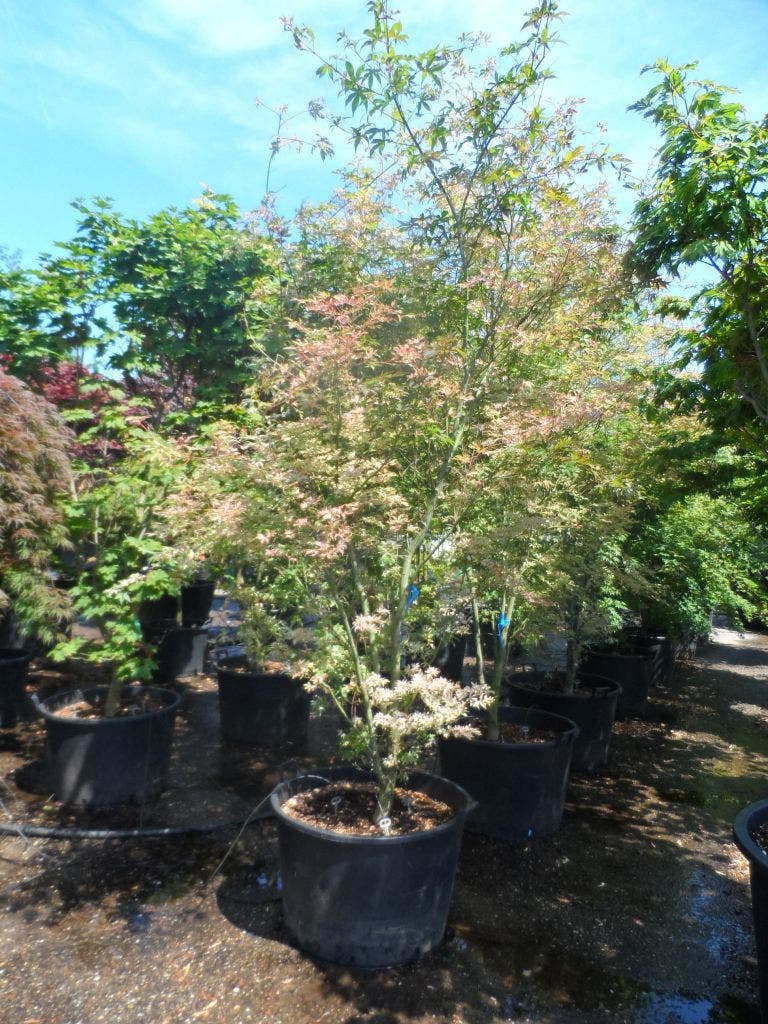  Japanse Esdoorn (Acer Palmatum 'Ukigumo')