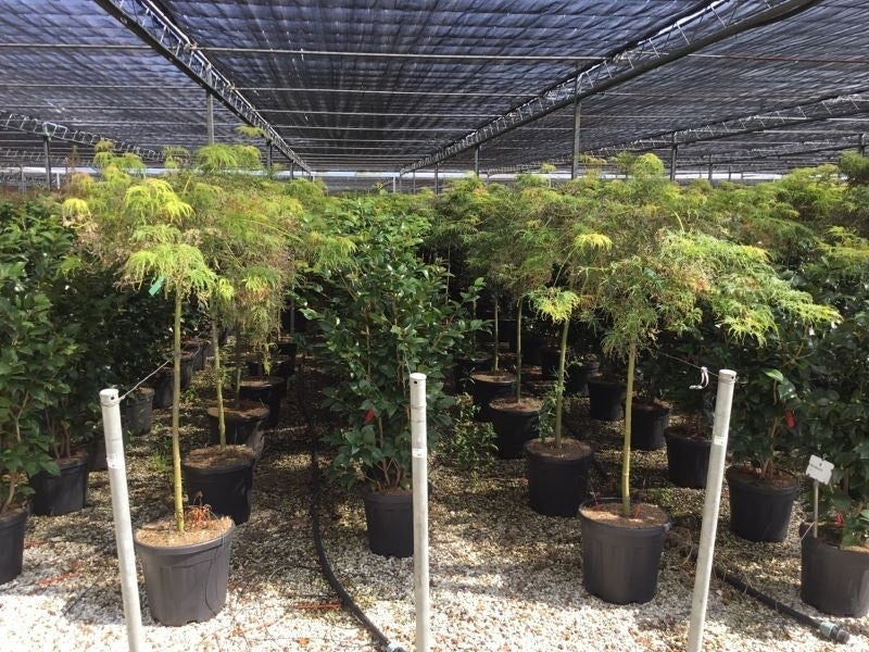  Japanse Esdoorn Op Stam (Acer Palmatum 'Viridis')