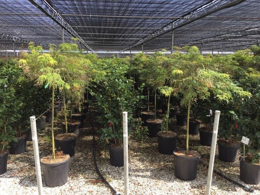  Japanse Esdoorn Op Stam (Acer Palmatum 'Viridis')
