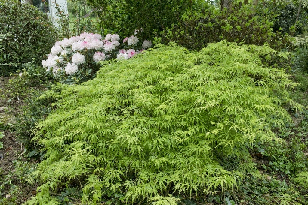 Japanse Esdoorn Op Stam (Acer Palmatum 'Viridis')