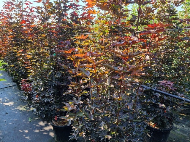  Rode Esdoorn Beveerd (Acer Platanoides 'Crimson Sentry')