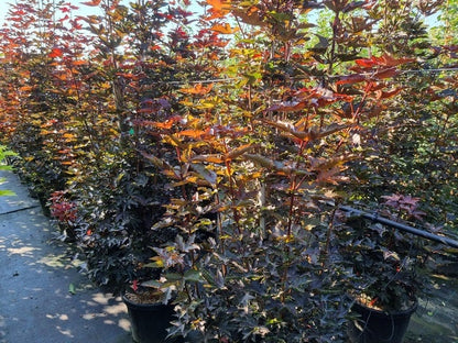  Rode Esdoorn Beveerd (Acer Platanoides 'Crimson Sentry')