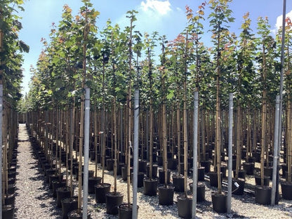  Noorse Esdoorn (Acer Platanoides)