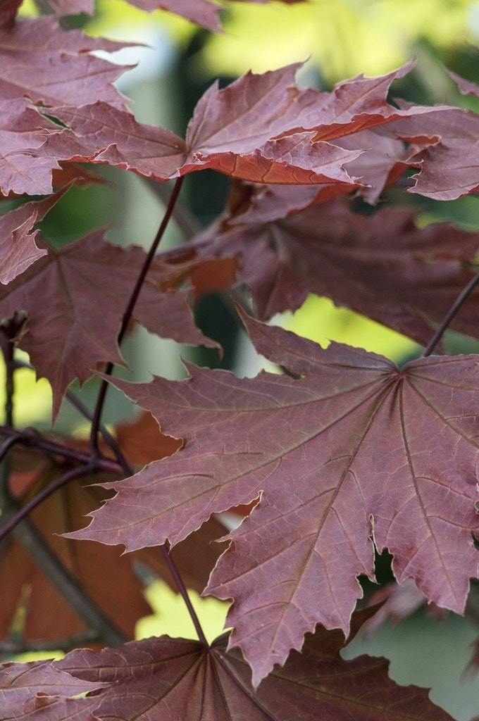  Noorse Esdoorn (Acer Platanoides 'Crimson Sentry')
