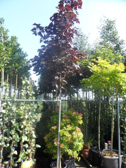  Rode Esdoorn (Acer Platanoides 'Crimson King')