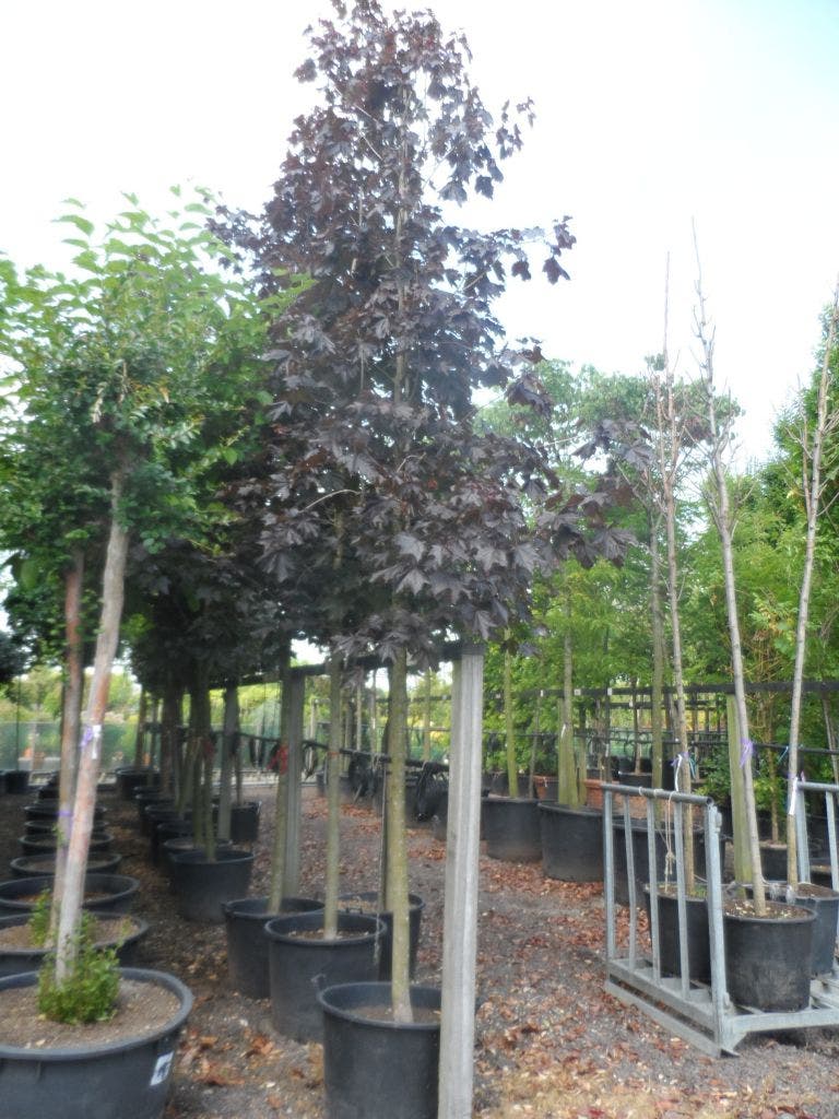  Rode Esdoorn (Acer Platanoides 'Crimson King')
