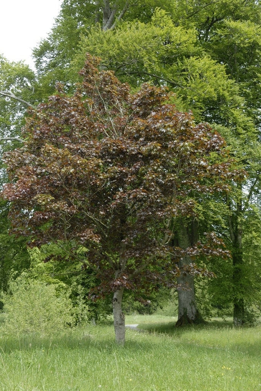  Noorse Esdoorn (Acer Platanoides 'Crimson Sentry')