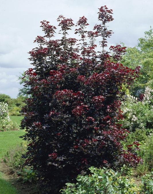  Rode Esdoorn Beveerd (Acer Platanoides 'Crimson Sentry')