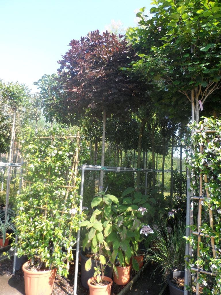  Noorse Esdoorn (Acer Platanoides 'Crimson Sentry')