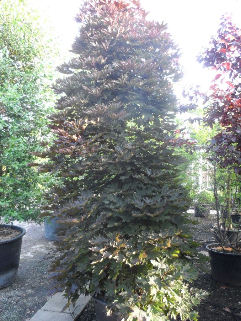  Rode Esdoorn Beveerd (Acer Platanoides 'Crimson Sentry')