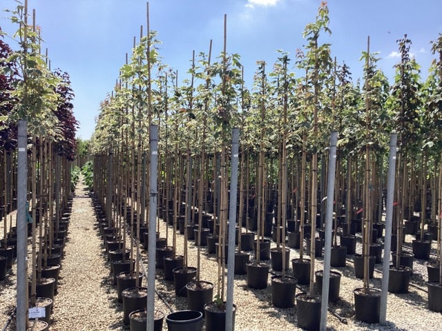  Bonte Esdoorn (Acer Platanoides 'Drummondii')