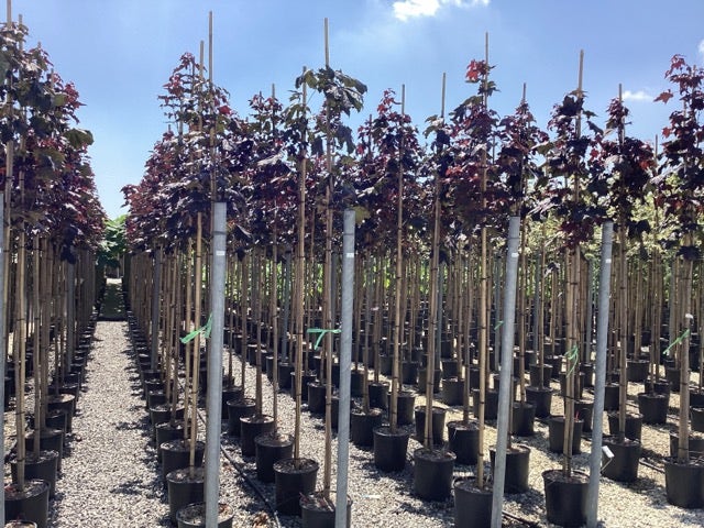  Noorse Esdoorn (Acer Platanoides 'Royal Red')