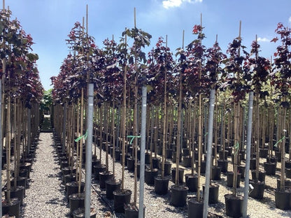  Noorse Esdoorn (Acer Platanoides 'Royal Red')