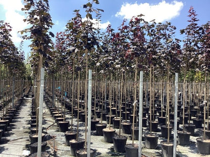  Noorse Esdoorn (Acer Platanoides 'Royal Red')