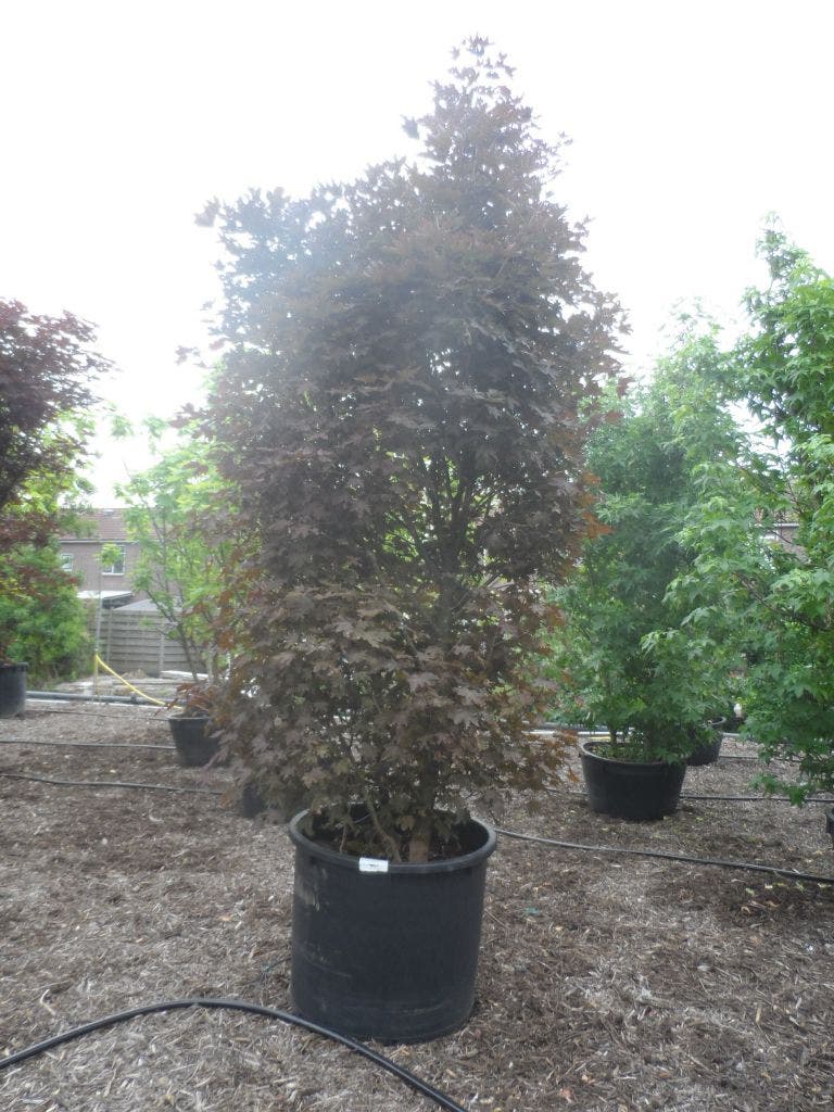  Rode Esdoorn Beveerd (Acer Platanoides 'Crimson Sentry')