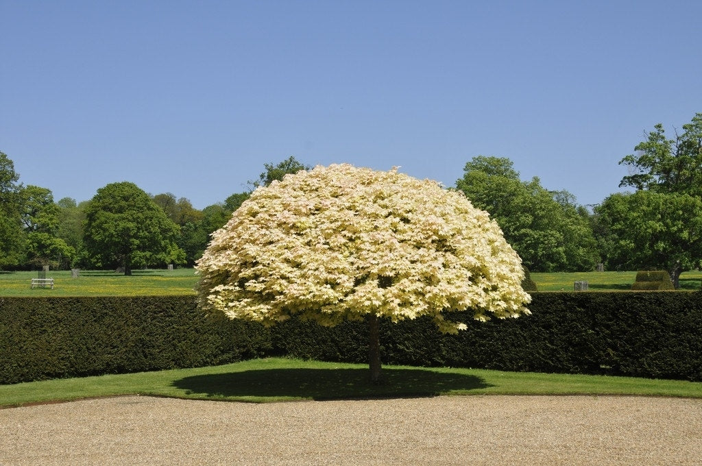  Bonte Bolesdoorn (Acer Pseudoplatanus 'Brilliantissimum')
