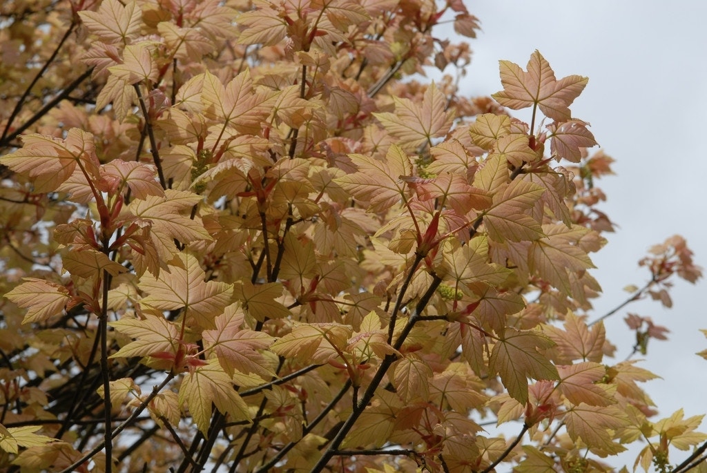  Bonte Bolesdoorn (Acer Pseudoplatanus 'Brilliantissimum')