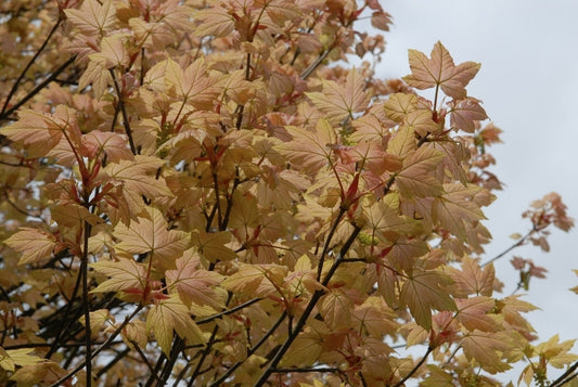  Bonte Bolesdoorn (Acer Pseudoplatanus 'Brilliantissimum')